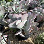 Kotyledón okrúhlolistý (Cotyledon orbiculata) ´KAROO´ - výška 10-15 cm, ⌀ 20-25 cm, kont. C5L